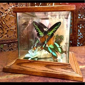 Vintage 3 Butterfly Display Spectacular